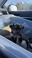Blue, a female Yorkshire Terrier for sale in South Gate, CA – 2 of 6