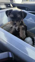Blue, a female Yorkshire Terrier for sale in South Gate, CA – 4 of 6