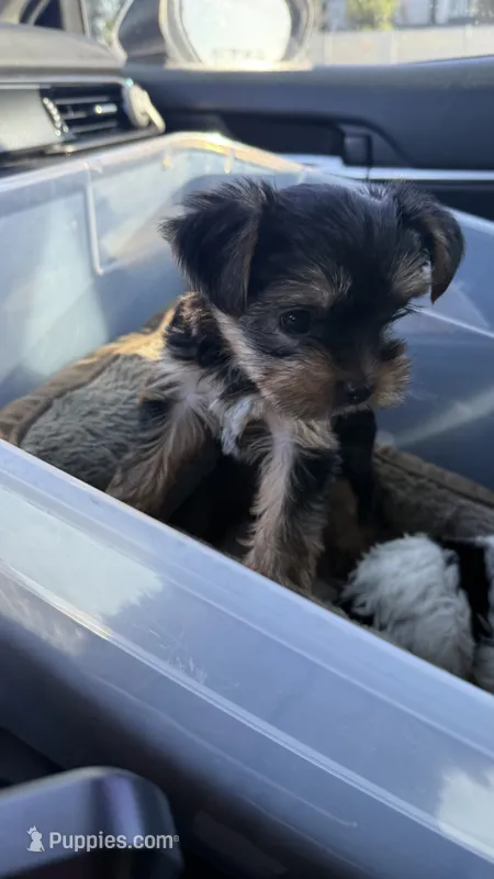 Blue, a female Yorkshire Terrier for sale in South Gate, CA – 1 of 6