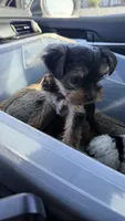 Blue, a female Yorkshire Terrier for sale in South Gate, CA – 1 of 6