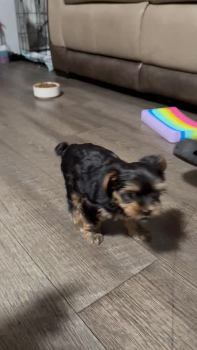 Blue, a female Yorkshire Terrier for sale in South Gate, CA – 6 of 6