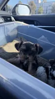Blue, a female Yorkshire Terrier for sale in South Gate, CA – 3 of 6