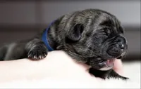Black Velvet Abyss Smokey Phantom, a male Cane Corso for sale in Louisville, KY – 5 of 9