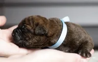 Black Velvet Abyss Arctic Tempest , a female Cane Corso for sale in Louisville, KY – 4 of 9