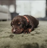 Black Velvet Abyss Tisphone (European), a female Doberman Pinscher for sale in Columbus, OH – 2 of 8