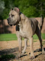 Obsidian Wildfire Porcia, a female Cane Corso for sale in Phoenix, AZ – 5 of 5