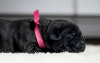 Black Velvet Abyss Midnight Orchid, a female Cane Corso for sale in Louisville, KY – 5 of 9