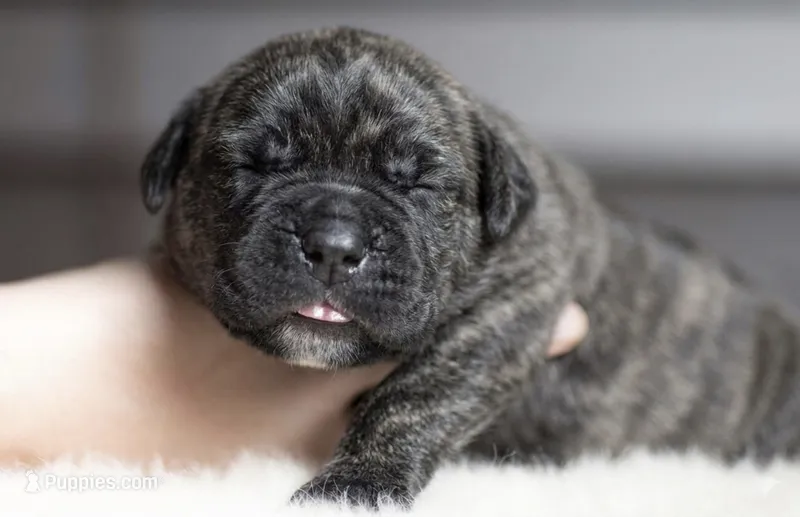 Black Velvet Abyss Smokey Phantom – Cane Corso puppy for sale in Louisville, KY
