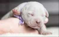 Black Velvet Abyss Seraphina Snow , a female Cane Corso for sale in Orlando, FL – 5 of 5