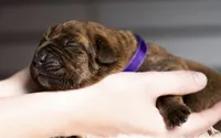 Black Velvet Abyss Molten Ash, a male Cane Corso for sale in Louisville, KY – 5 of 9