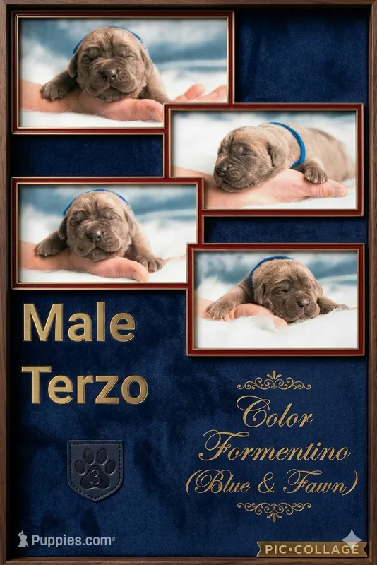 Obsidian Wildfire Terzo – Cane Corso puppy for sale in Charlotte, NC