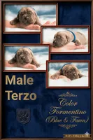 Obsidian Wildfire Terzo, a male Cane Corso for sale in Charlotte, NC – 1 of 5