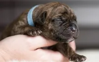 Black Velvet Abyss Arctic Tempest , a female Cane Corso for sale in Louisville, KY – 3 of 9