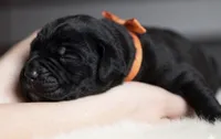 Black Velvet Abyss Voodoo Bones, a male Cane Corso for sale in Louisville, KY – 2 of 9