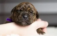 Black Velvet Abyss Molten Ash, a male Cane Corso for sale in Louisville, KY – 1 of 9