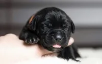 Black Velvet Abyss Voodoo Bones, a male Cane Corso for sale in Louisville, KY – 5 of 9