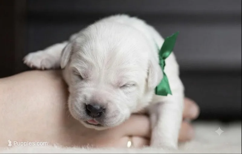 Black Velvet Abyss Molten Ash – Cane Corso puppy for sale in Orlando, FL