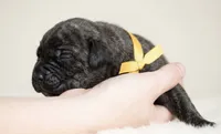 Black Velvet Abyss Voodoo Queen, a female Cane Corso for sale in Louisville, KY – 5 of 9