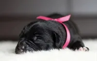 Black Velvet Abyss Midnight Orchid, a female Cane Corso for sale in Louisville, KY – 3 of 9