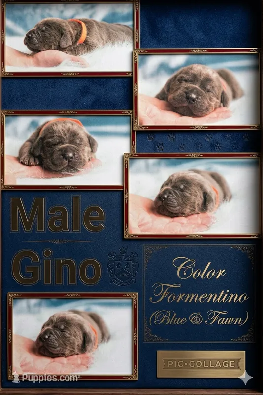 Obsidian Wildfire Gino – Cane Corso puppy for sale in Charlotte, NC