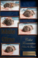 Obsidian Wildfire Gino, a male Cane Corso for sale in Charlotte, NC – 1 of 5
