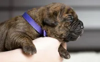 Black Velvet Abyss Molten Ash, a male Cane Corso for sale in Louisville, KY – 4 of 9