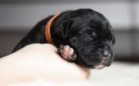 Black Velvet Abyss Voodoo Bones, a male Cane Corso for sale in Louisville, KY – 4 of 9