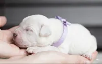 Black Velvet Abyss Seraphina Snow , a female Cane Corso for sale in Orlando, FL – 3 of 5