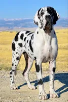 Black Velvet Abyss Nebula (European), a female Great Dane for sale in Orlando, FL – 9 of 10