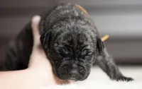 Black Velvet Abyss Voodoo Queen, a female Cane Corso for sale in Louisville, KY – 1 of 9