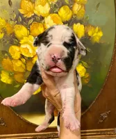 Black Velvet Abyss Charon (European), a male Great Dane for sale in Denver, CO – 2 of 9