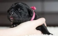 Black Velvet Abyss Midnight Orchid, a female Cane Corso for sale in Louisville, KY – 4 of 9