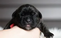 Black Velvet Abyss Scarlet Shadow, a female Cane Corso for sale in Louisville, KY – 3 of 9