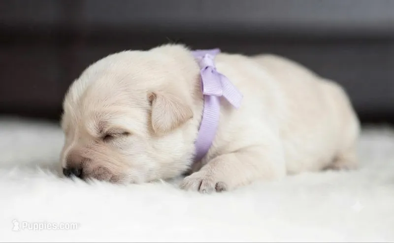 Black Velvet Abyss Seraphina Snow  – Cane Corso puppy for sale in Orlando, FL