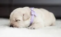 Black Velvet Abyss Seraphina Snow , a female Cane Corso for sale in Orlando, FL – 1 of 5