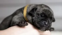 Black Velvet Abyss Voodoo Queen, a female Cane Corso for sale in Louisville, KY – 4 of 9