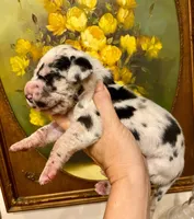 Black Velvet Abyss Caspian (European), a male Great Dane for sale in Denver, CO – 3 of 9