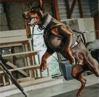 Black Velvet Abyss Charon (European), a male Doberman Pinscher for sale in Columbus, OH – 5 of 7