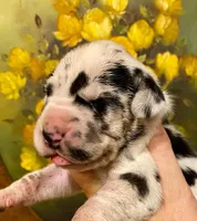 Black Velvet Abyss Caspian (European), a male Great Dane for sale in Denver, CO – 5 of 9