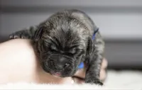 Black Velvet Abyss Smokey Phantom, a male Cane Corso for sale in Louisville, KY – 2 of 9