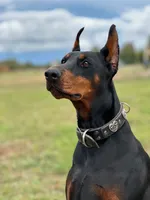 Black Velvet Abyss Selene (European), a female Doberman Pinscher for sale in Columbus, OH – 8 of 8