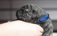 Black Velvet Abyss Smokey Phantom, a male Cane Corso for sale in Louisville, KY – 4 of 9