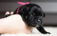 Black Velvet Abyss Midnight Orchid, a female Cane Corso for sale in Louisville, KY – 1 of 9