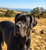 Black Velvet Abyss Selene (European), a female Great Dane for sale in Denver, CO – 7 of 8