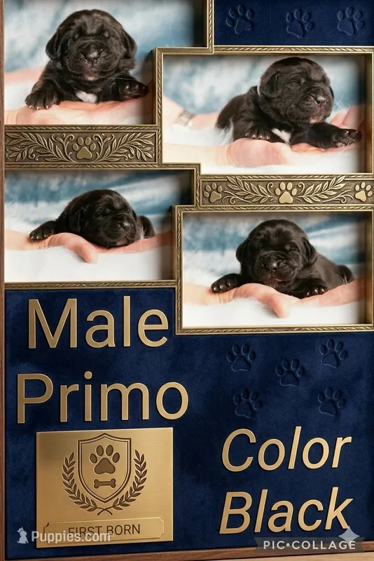 Obsidian Wildfire Primo – Cane Corso puppy for sale in Charlotte, NC