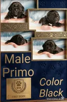 Obsidian Wildfire Primo, a male Cane Corso for sale in Charlotte, NC – 1 of 5