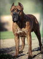 Black Velvet Abyss Scarlet Shadow, a female Cane Corso for sale in Louisville, KY – 9 of 9