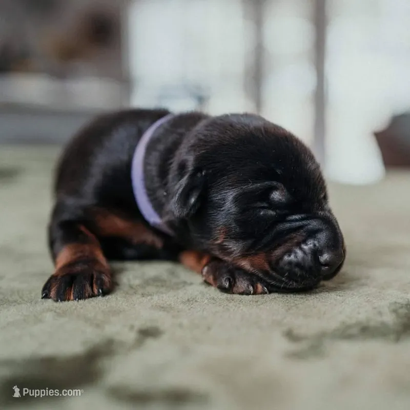Black Velvet Abyss Selene (European) – Doberman Pinscher puppy for sale in Columbus, OH