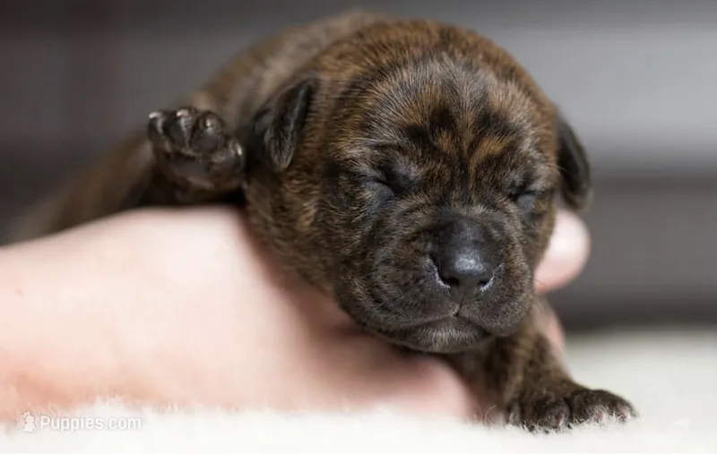 Black Velvet Abyss Arctic Tempest  – Cane Corso puppy for sale in Louisville, KY