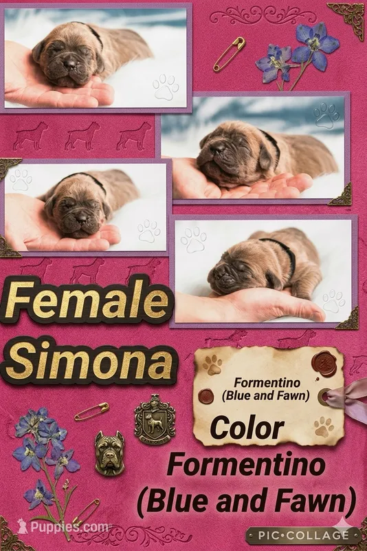 Obsidian Wildfire Simona – Cane Corso puppy for sale in Charlotte, NC